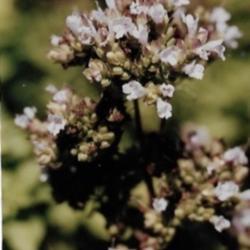Location: Heathcote Ontario Canada
Date: 2021 July
Origanum vulgare'Aureum'   Flower is open