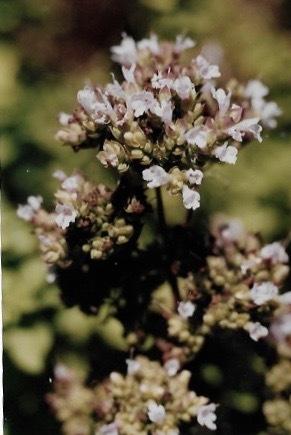 Photo of Oregano (Origanum vulgare 'Aureum') uploaded by Permastake