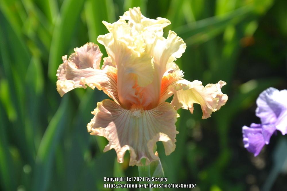 Photo of Tall Bearded Iris (Iris 'Australian Rosé') uploaded by Serjio