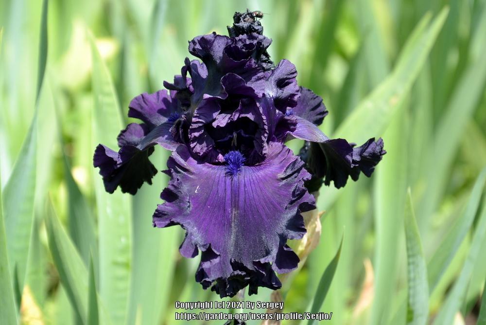 Photo of Tall Bearded Iris (Iris 'All Night Long') uploaded by Serjio