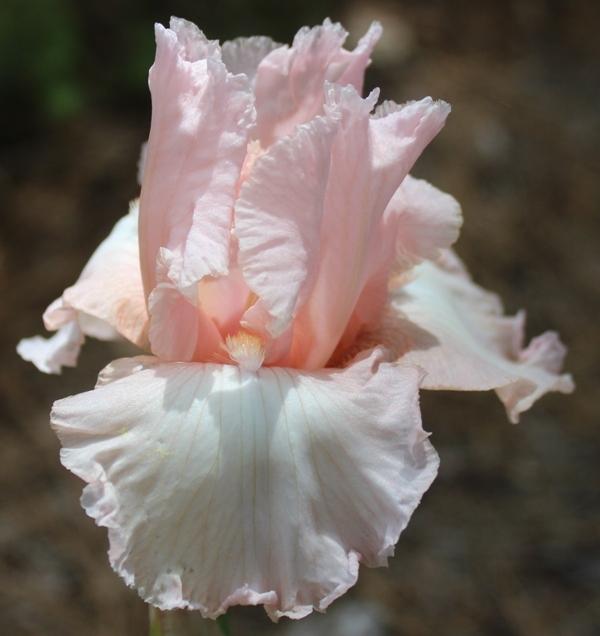Photo of Tall Bearded Iris (Iris 'Bashful Bride') uploaded by Calif_Sue