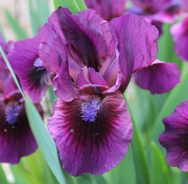 Photo of Standard Dwarf Bearded Iris (Iris 'Bloodspot') uploaded by Calif_Sue