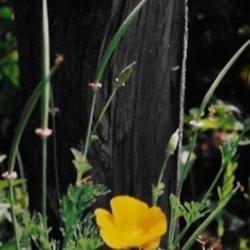 Location: Heathcote Ontario Canada
Date: 2004
Eschscholzia californica   seedpods