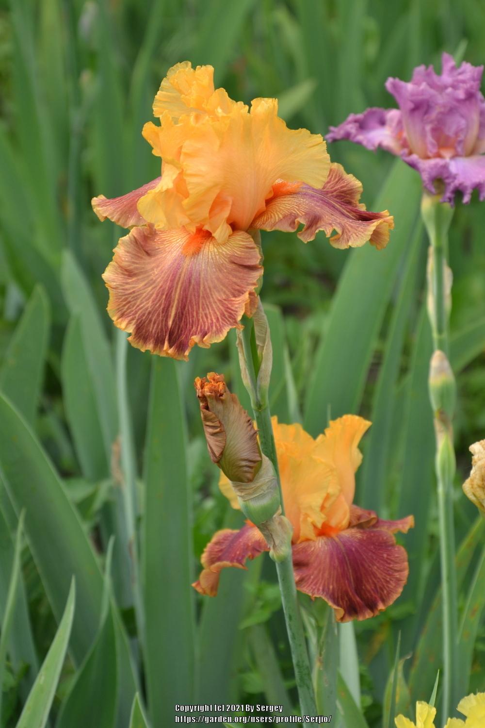 Photo of Tall Bearded Iris (Iris 'Bottle Rocket') uploaded by Serjio