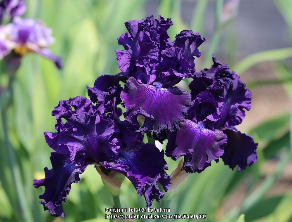 Photo of Tall Bearded Iris (Iris 'Hollywood Nights') uploaded by Valery33