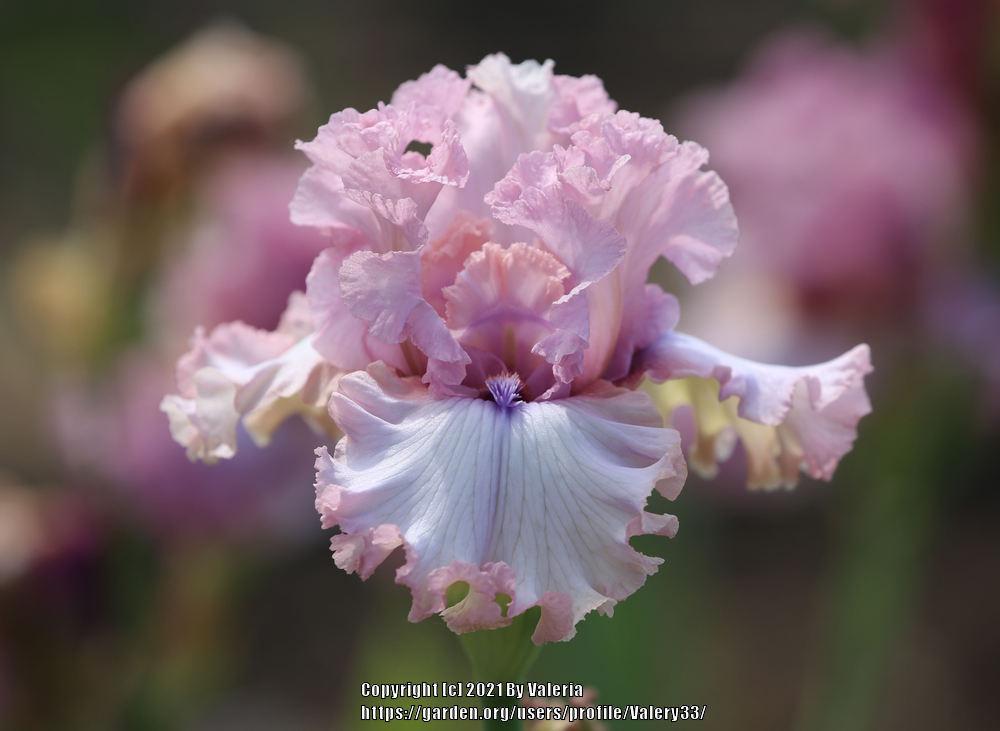 Photo of Tall Bearded Iris (Iris 'Don't Stop Believing') uploaded by Valery33
