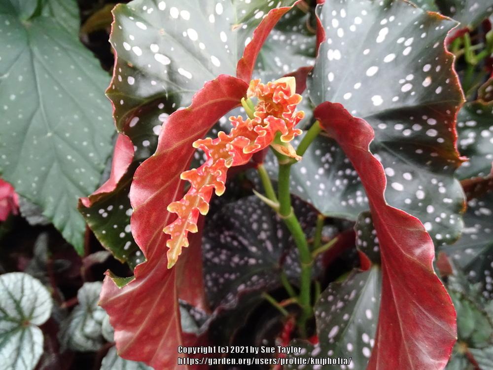 Photo of Cane Begonia (Begonia 'Cracklin' Rosie') uploaded by kniphofia
