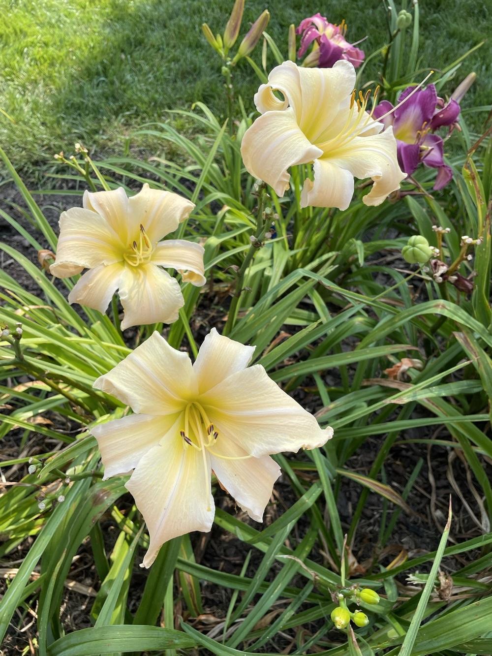 Photo of Daylily (Hemerocallis 'Two Hoots and a Holler') uploaded by Flyingeagle