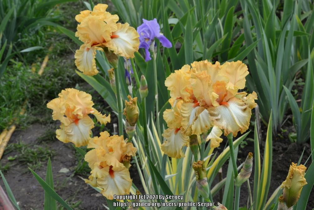 Photo of Tall Bearded Iris (Iris 'Cheap Frills') uploaded by Serjio