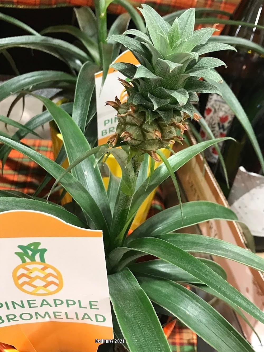 Photo of Pineapple (Ananas comosus) uploaded by sedumzz