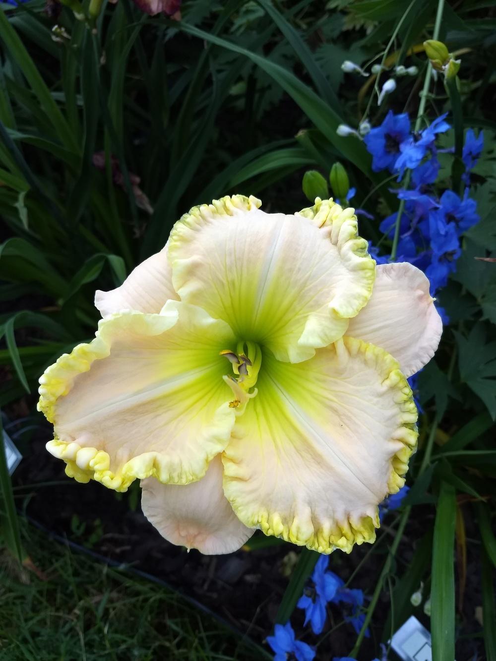 Photo of Daylily (Hemerocallis 'Quartz Rainbow') uploaded by Hazelcrestmikeb