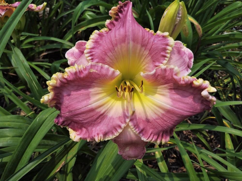 Photo of Daylily (Hemerocallis 'Charles Can't Have It') uploaded by celestialrose