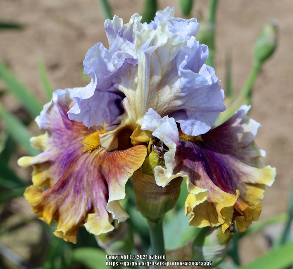 Photo of Tall Bearded Iris (Iris 'The Majestic') uploaded by ARUBA1334
