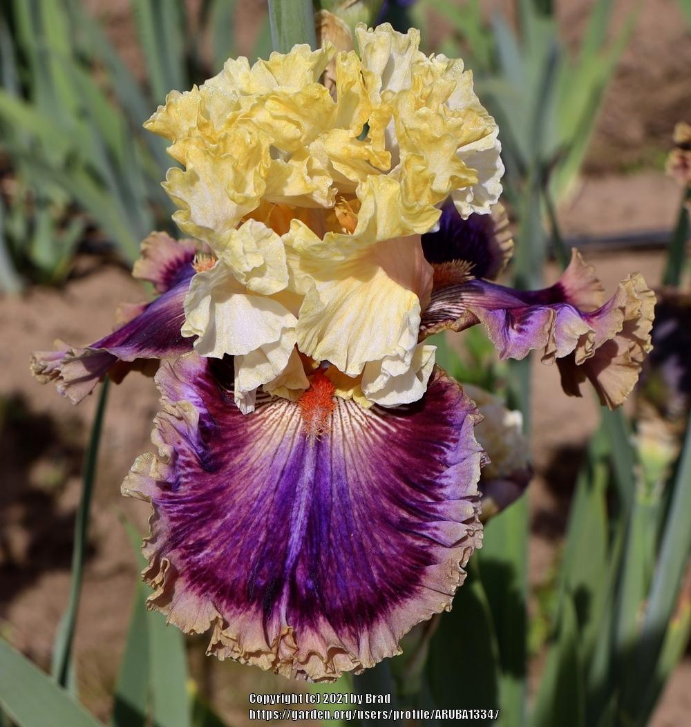 Photo of Tall Bearded Iris (Iris 'Coat of Many Colors') uploaded by ARUBA1334