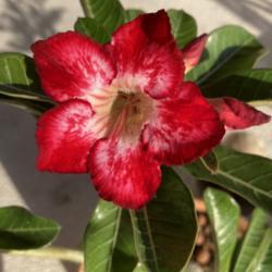 Location: Tampa, Florida
Date: 2021-12-17
First time bloom of  DD’s desert rose she nicknamed “Cuddle S