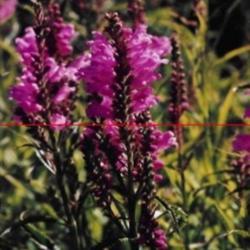 Location: Heathcote Ontario Canada
Date: 2021 August
Physostegia virginiana  A lovely rose-pink bloom