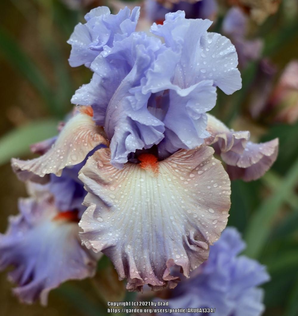 Photo of Tall Bearded Iris (Iris 'Oh What Fun') uploaded by ARUBA1334