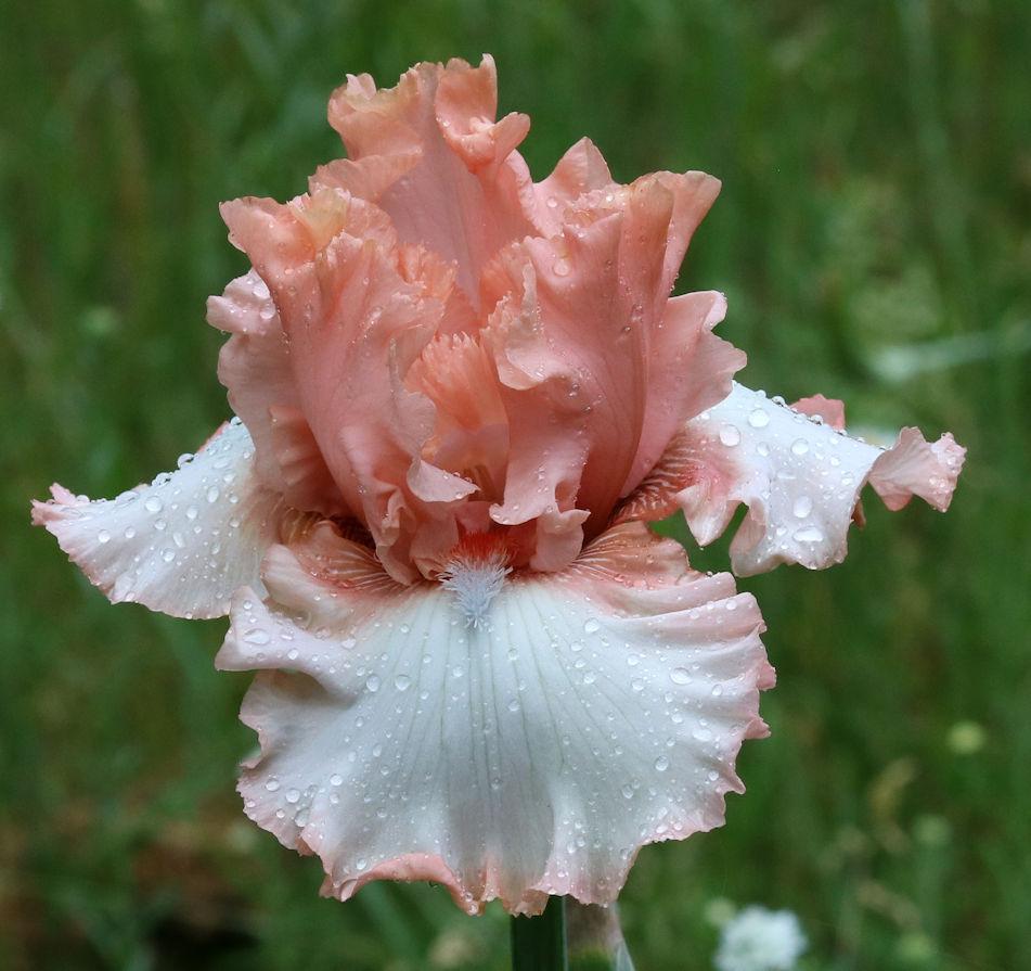 Photo of Tall Bearded Iris (Iris 'Beautiful Moment') uploaded by MShadow