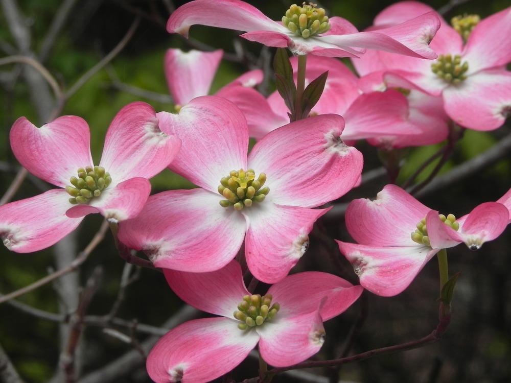 Photo of Pink Flowering Dogwood (Cornus florida 'Rubra') uploaded by SL_gardener