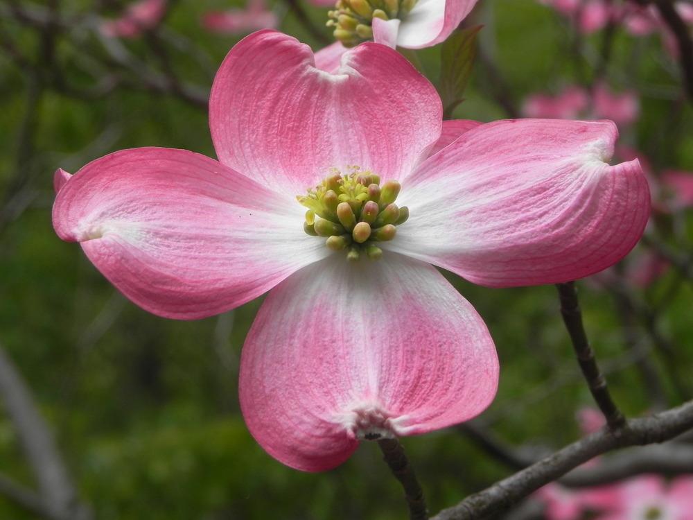 Photo of Pink Flowering Dogwood (Cornus florida 'Rubra') uploaded by SL_gardener
