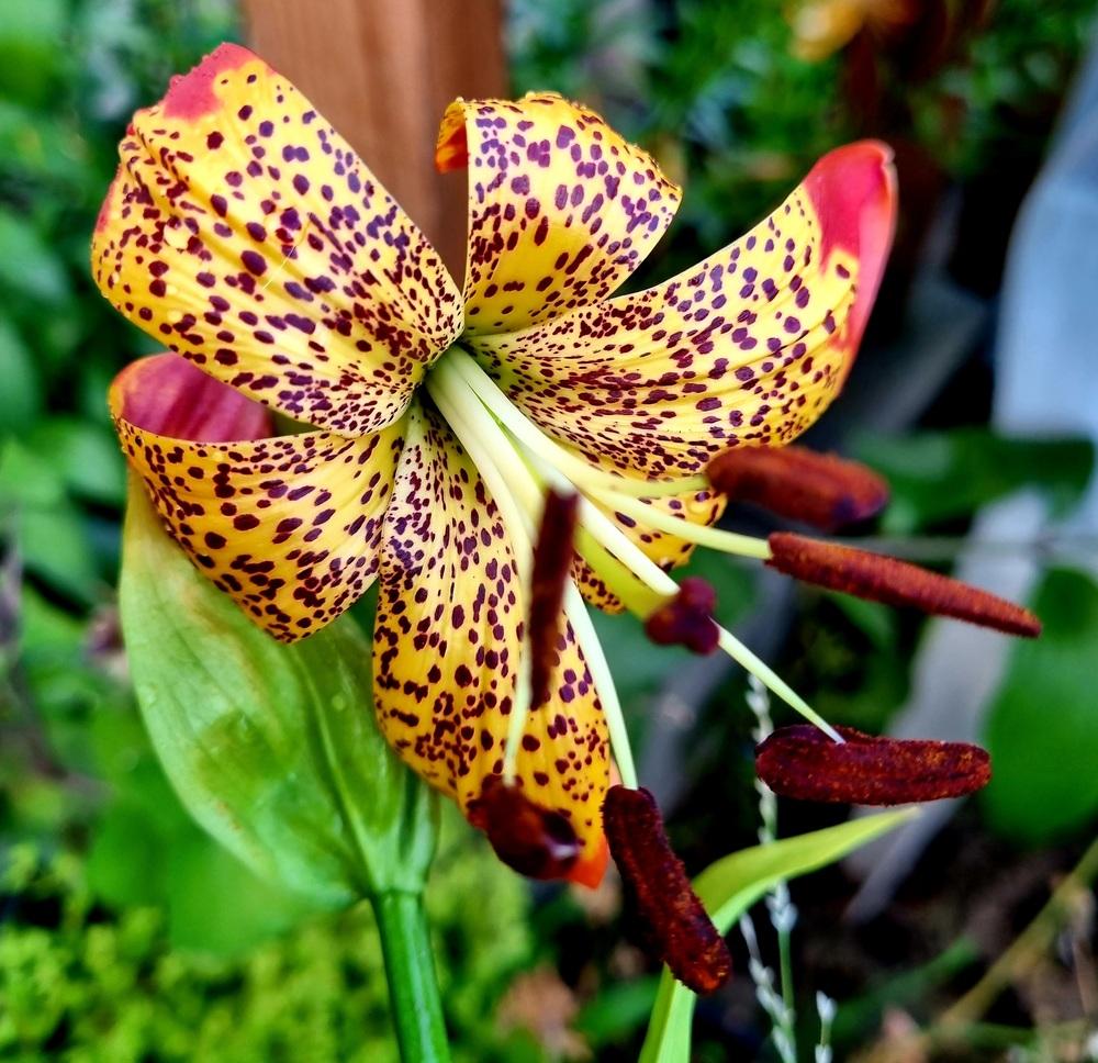 Photo of Lily (Lilium 'Fusion') uploaded by gwhizz