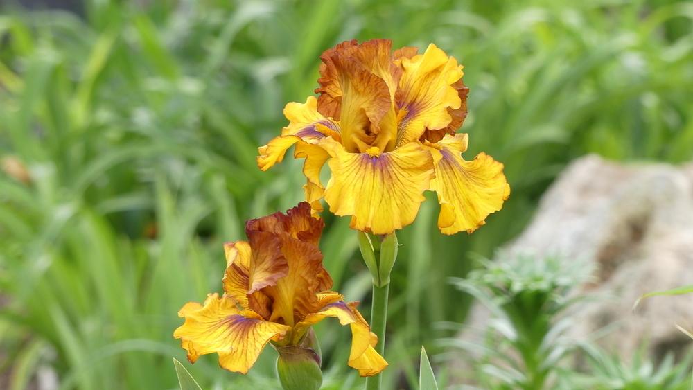 Photo of Tall Bearded Iris (Iris 'Spice Trader') uploaded by hemeroca7