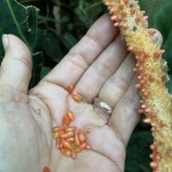 Location: My greenhouse, Florida
Date: 2021-11-08
Berries containing seeds