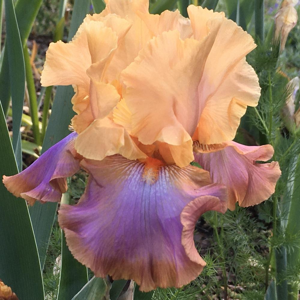 Photo of Tall Bearded Iris (Iris 'Grand Canyon Sunset') uploaded by Neela
