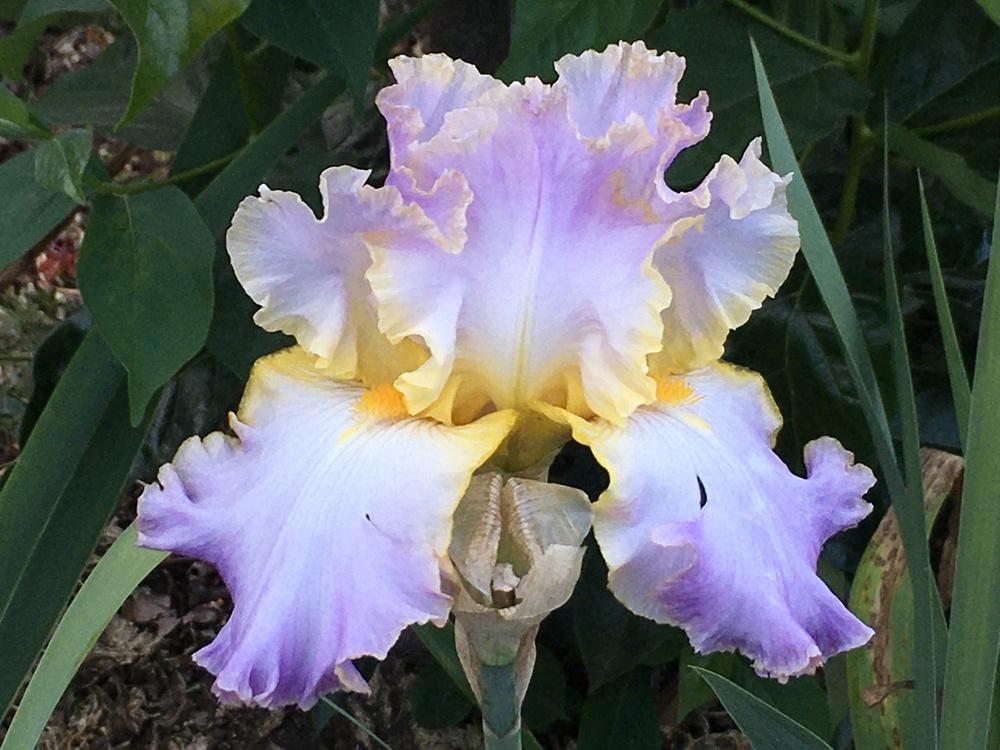 Photo of Tall Bearded Iris (Iris 'All About Spring') uploaded by Neela
