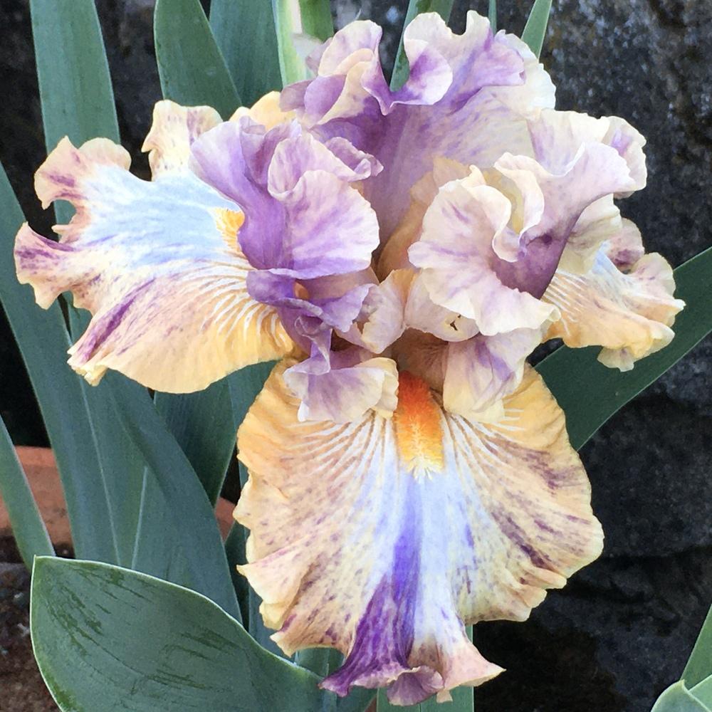 Photo of Tall Bearded Iris (Iris 'Big Break') uploaded by Neela