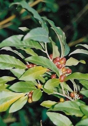 Photo of Pin Cherry (Prunus pensylvanica) uploaded by Permastake