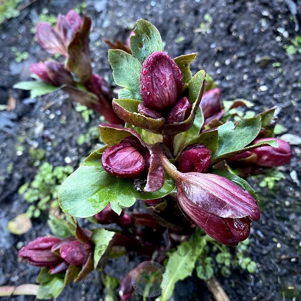 Photo of Hellebore (Helleborus Gold Collection® Ice N' Roses Red) uploaded by springcolor