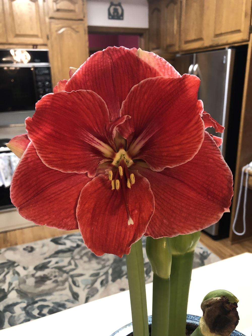 Photo of Amaryllis (Hippeastrum 'Magical Touch') uploaded by crawgarden
