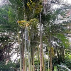 Location: Cypress Gardens, Florida