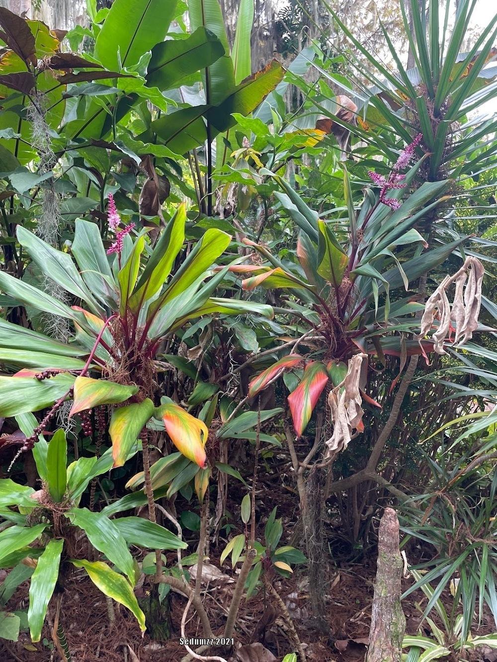 Photo of Ti Plant (Cordyline fruticosa) uploaded by sedumzz