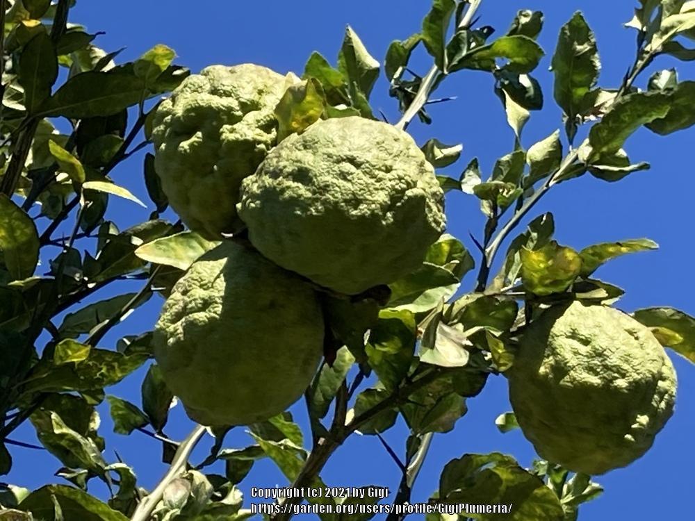 Photo of Ponderosa Lemon (Citrus x limon 'Ponderosa') uploaded by GigiPlumeria