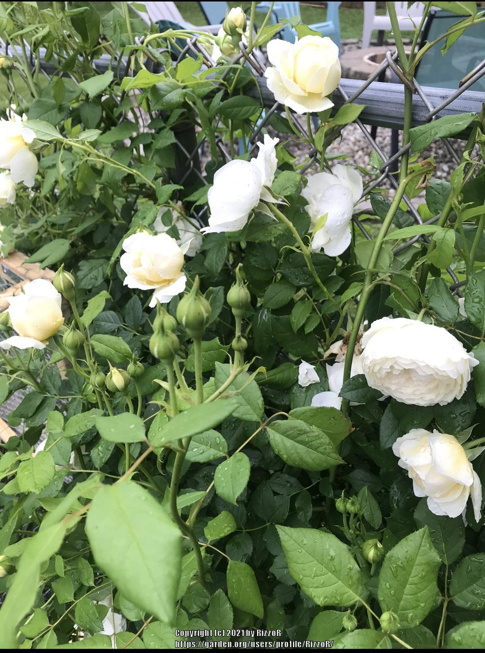 Photo of English Shrub Rose (Rosa 'Claire Austin') uploaded by RizzoR