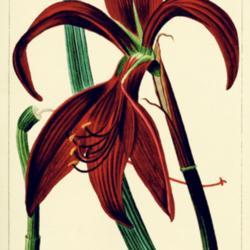 
Date: c. 1816
illustration [as Amaryllis formosissima] by P. Bessa from 'Herbie
