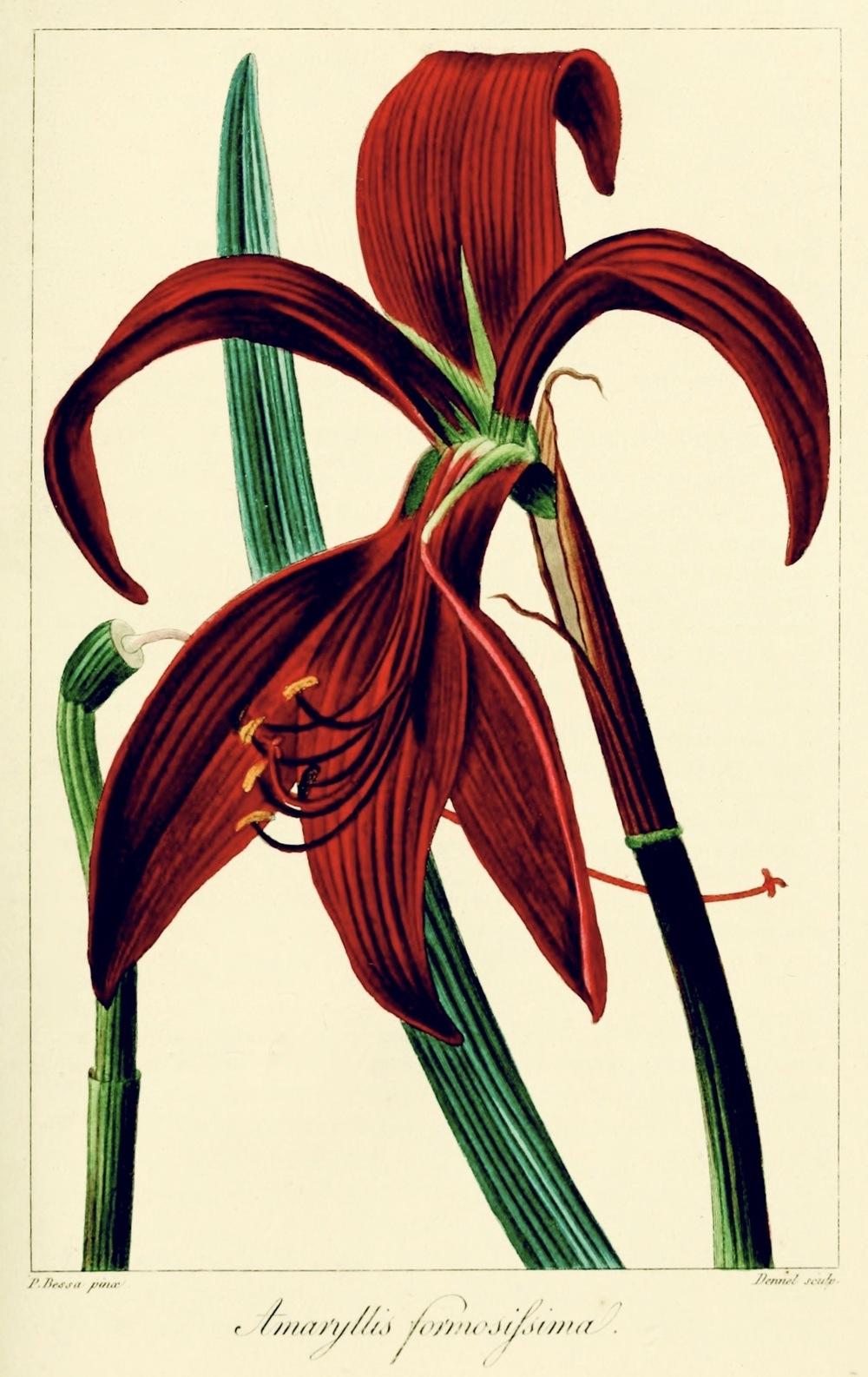 Photo of Aztec Lily (Sprekelia formosissima) uploaded by scvirginia