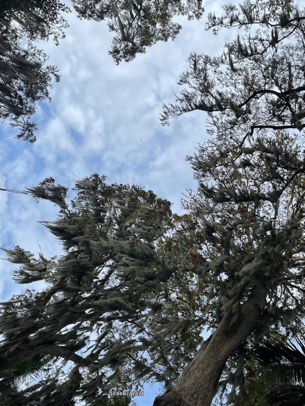 Photo of Bald Cypress (Taxodium distichum) uploaded by sedumzz