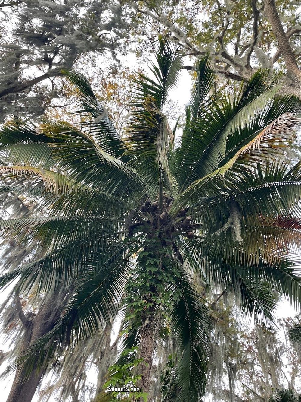 Photo of Coconut Palm (Cocos nucifera) uploaded by sedumzz