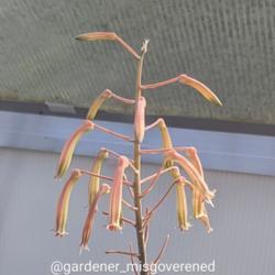 Location: Valdosta, Georgia
Date: 2021-06-10
Lace Aloe (Aristaloe aristata)