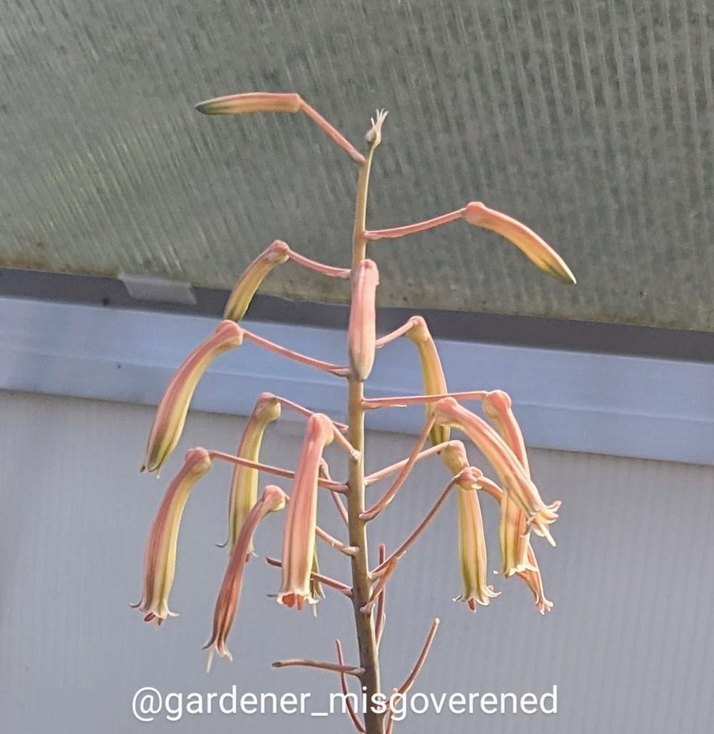 Photo of Lace Aloe (Aristaloe aristata) uploaded by Gardener_Misgoverned