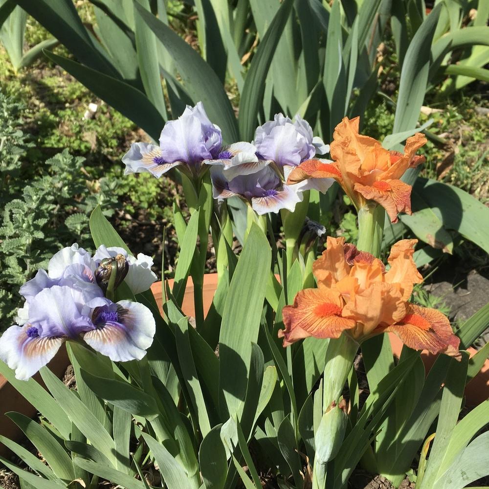 Photo of Standard Dwarf Bearded Iris (Iris 'It's Not Over') uploaded by Neela