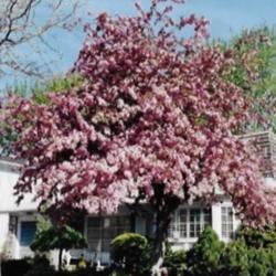 Location: Heathcote Ontario Canada
Date: 2010   Spring
Malus x scheideckeri'Red Jade'     In full bloom