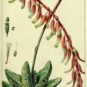 illustration [as Aloe verrucosa] by P. Bessa from 'Herbier Géné
