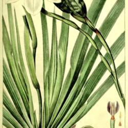 
Date: c. 1819
illustration [as Moræa iridioides] by P. Bessa from 'Herbier Gé