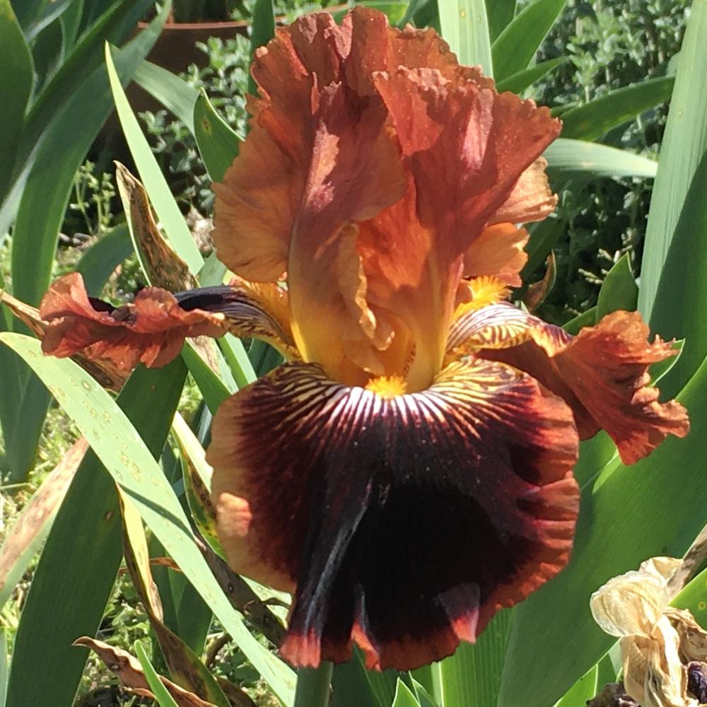 Photo of Tall Bearded Iris (Iris 'Around We Go') uploaded by Neela