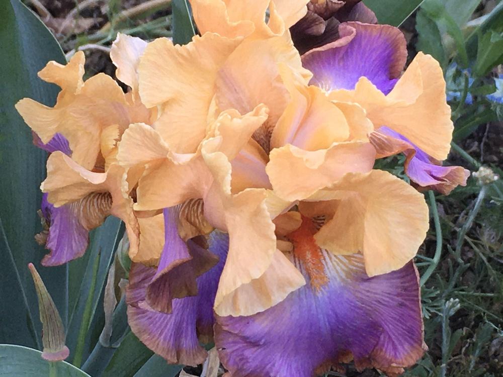 Photo of Tall Bearded Iris (Iris 'Grand Canyon Sunset') uploaded by Neela