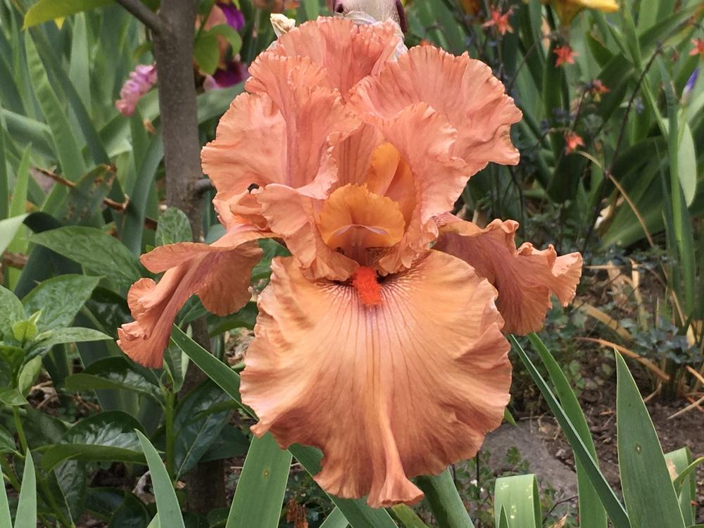 Photo of Tall Bearded Iris (Iris 'Rusty Taylor') uploaded by Neela